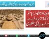 سندھ کابینہ کا بڑا فیصلہ؛ پاسکو سے 2 لاکھ 23 ہزار ٹن سے زائد گندم خریدنے کی منظوری