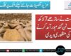 حکومت نے ساڑھے 7 لاکھ میٹرک ٹن گندم درآمد کرنے کی منظوری دیدی